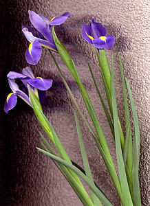Iris Threesome Gather Light